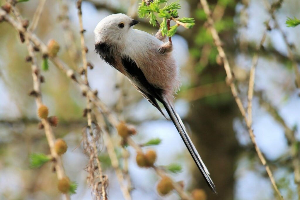 long tailed tit, songbird, nature